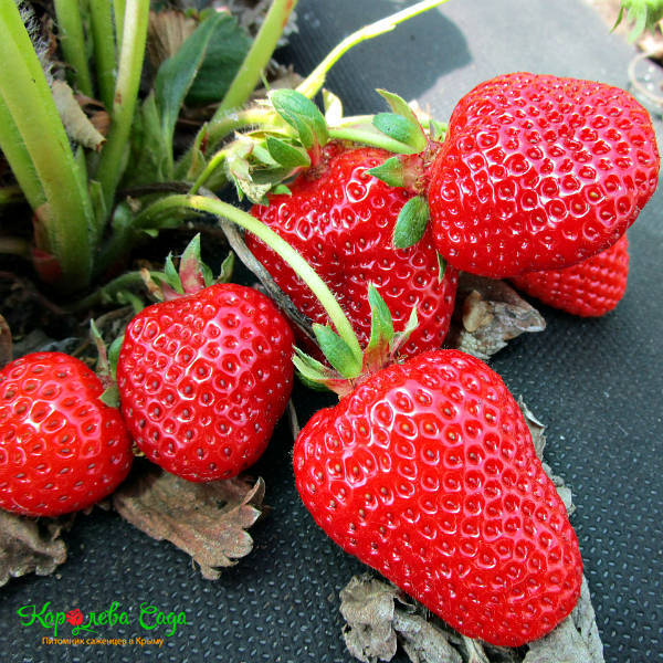 Земляника Фурор